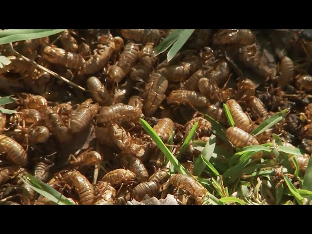 Cicada-gedon: Two broods of cicadas emerging across the Tennessee Valley