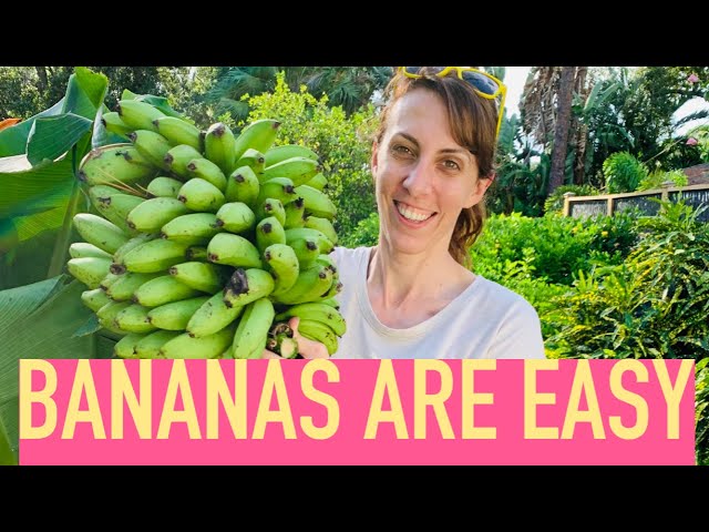 GROWING BANANAS IS EASY: Growing Food is Easy