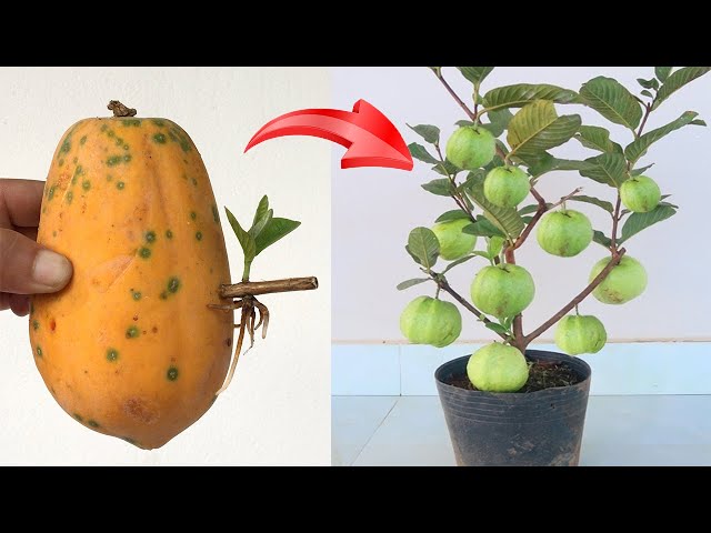 SYNTHESIS OF MANY TECHNIQUES Super simple propagation of guava, jackfruit, and grapefruit trees