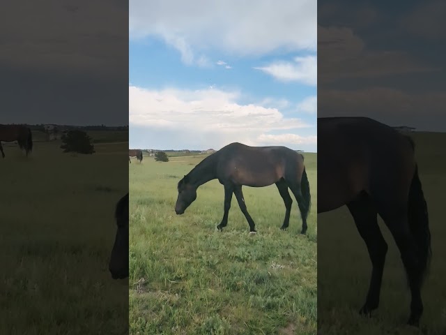 just a relaxing afternoon in the pasture with the horses