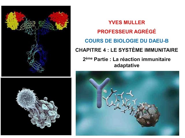 Chapitre 4 - 2ème Partie : La réaction immunitaire adaptative - Cours de Biologie du DAEU-B