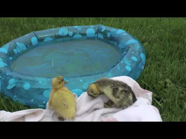unsuccessful duckling swim