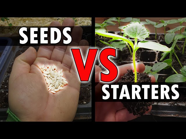 Seeds Vs Starters - Garden Quickie Episode 40