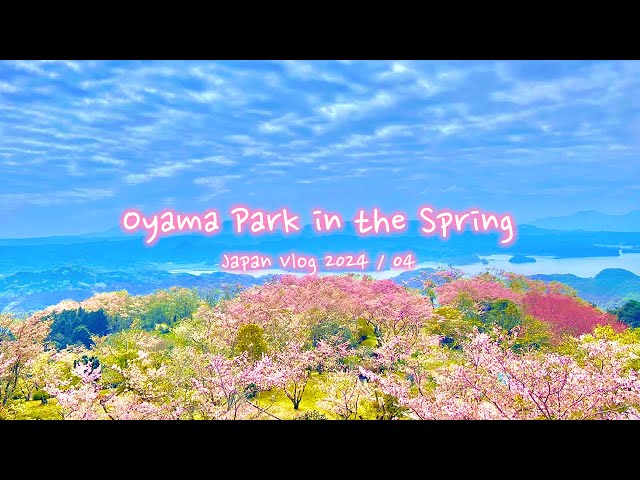 Spring at Oyama Park | Cherry blossoms, Kyushu, Nagasaki | Japan Vlog
