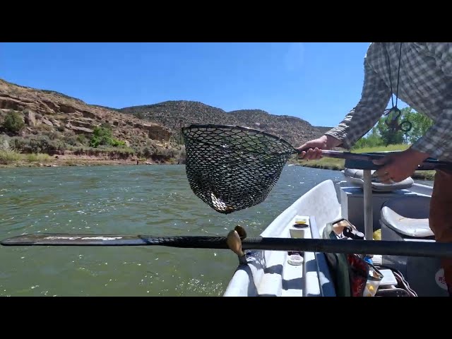 Fly Fishing The San Juan River, New Mexico