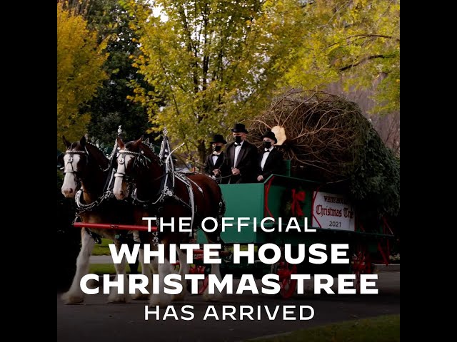 First Lady Jill Biden Welcomes the Official White House Christmas Tree