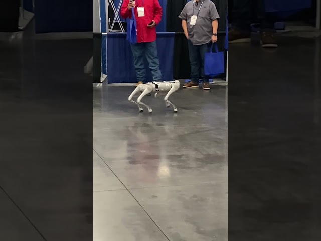 A Robotic Dog?