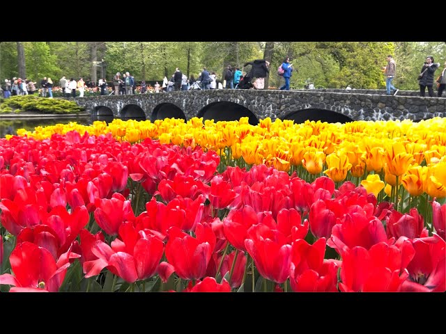 🇳🇱 Keukenhof Flower Garden of Europe, Royal Garden, biggest Europe 💐 7 mill of flowers, 32 ha 🌸