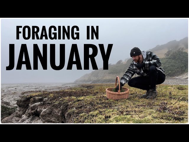 Foraging in January - UK Wildcrafts Foraging Calendar