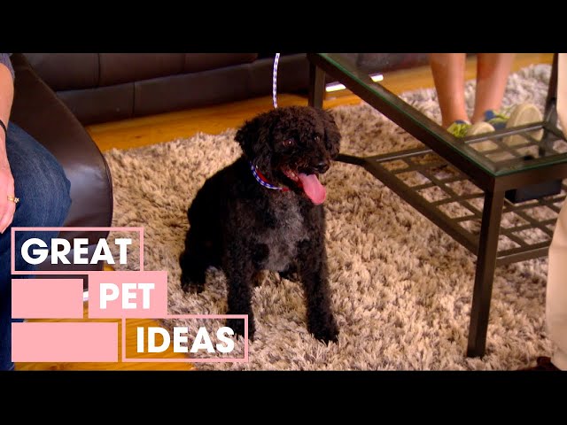 The Windshield Wiper Obsessed Dog | Pets | Great Home Ideas