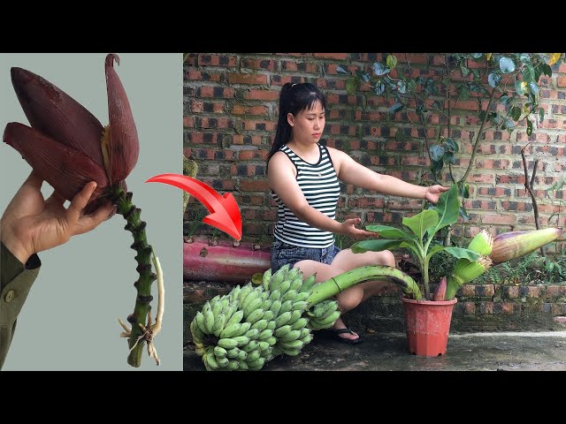 The latest technique on how to grow bananas with aloe vera helps the fruit grow 3 times faster.