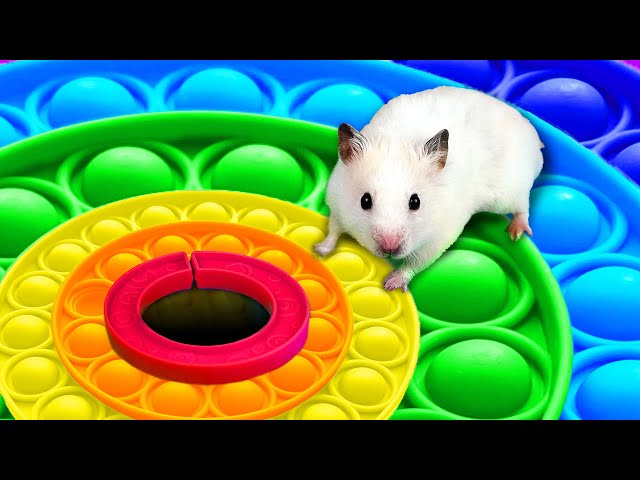 Hamster Colorful DIY Pop It Maze - Obstacle Course with Ball Pool