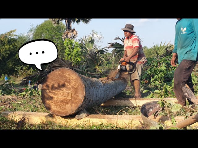 Incredible A Century Palm Tree Wood Sawing Skills With Chainsaw STIHL