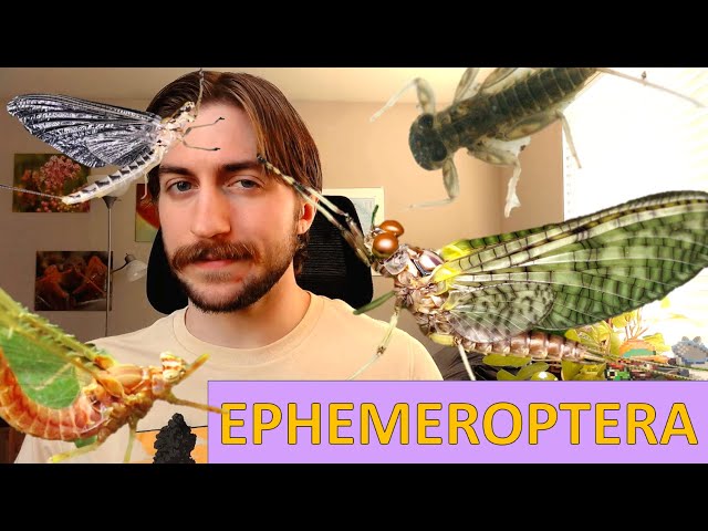Ephemeroptera: The Mayflies - Order Spotlight