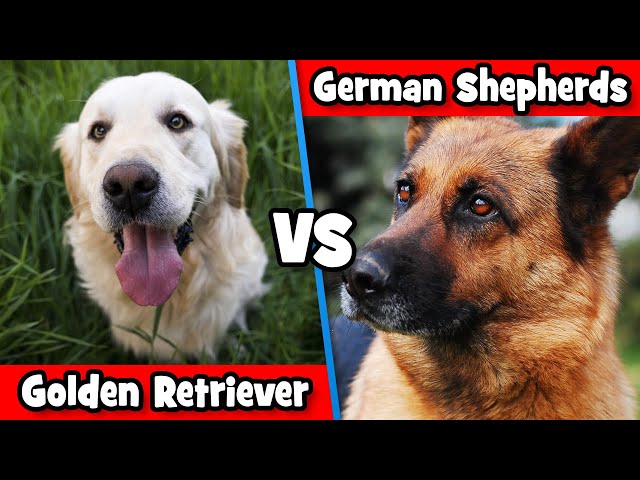 German Shepherd Vs Golden Retriever: Which Dog Is The BEST For You? | DoggOwner