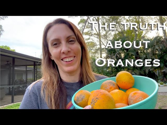 Harvesting and Talking ALOT about ORANGES