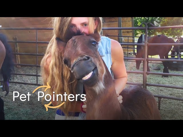Horse Therapy | Pet Pointers
