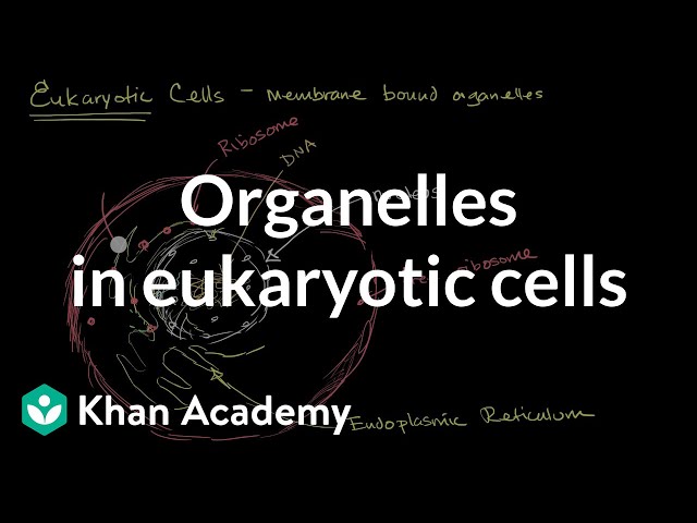 Organelles in eukaryotic cells | The cellular basis of life | High school biology | Khan Academy