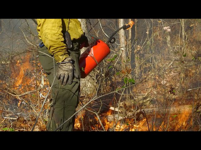 Why Prescribed Burns are Beneficial for Wildlife