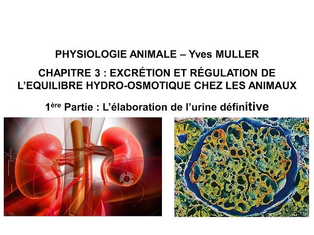 Chapitre 3-1 L’excrétion : filtration chez les animaux et élaboration de l’urine par le néphron