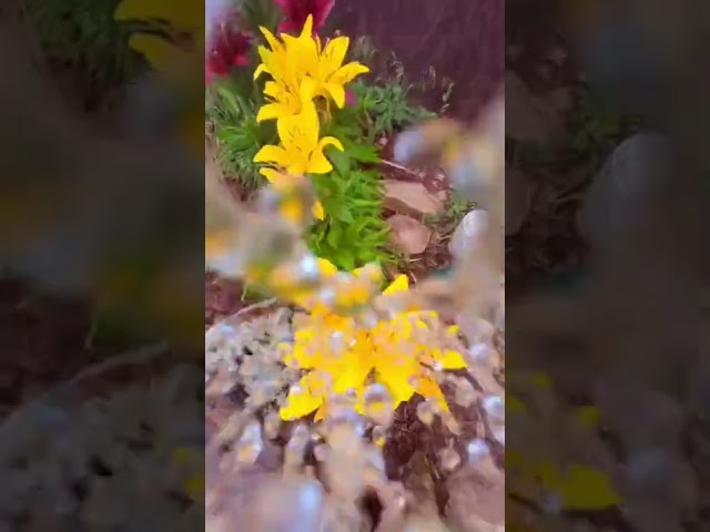 CREATIVE Gardening Video Tricks with Insta360 GO 2