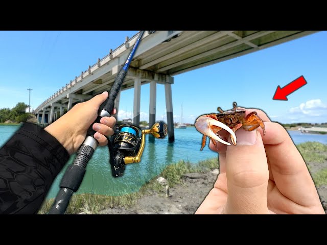 Finding BAIT under ROCKS and Fishing with it!