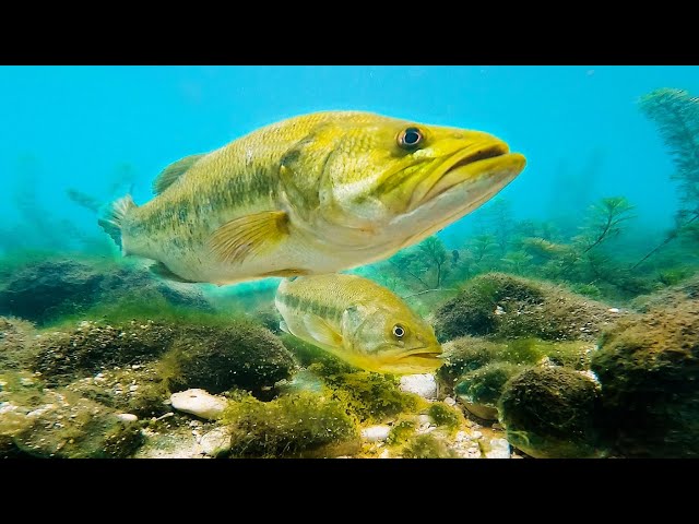 The Bed Fishing Tips You NEED To Know About (Ultra-Clear Underwater Footage)