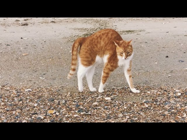 Gone Fishing! Marlin The Cat-Dog Plays With A Baby Shark and cat attacks the dogs :) HILARIOUS!