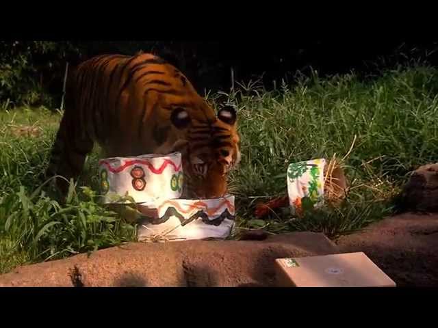 Tigers Celebrate Birthdays on International Tiger Day - Cincinnati Zoo