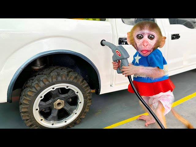Baby Monkey Chu Chu Went Camping With His Puppy And Had Trouble With The Car