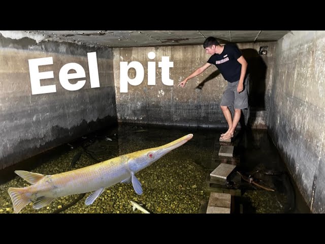 Moving RARE gar into my eel pit!