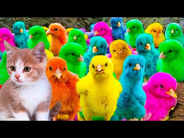 Menangkap ayam lucu, ayam warna warni, ayam rainbow, bebek, angsa, ikan hias, ikan cupang, Kelinci