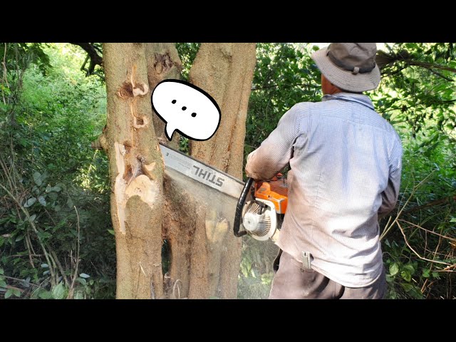 Wood Cutting Machine Chainsaw STIHL MS 070 Cutting Strychnine Tree