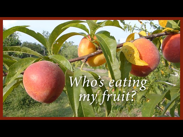 Harvesting Nectarines in an Organic Orchard: Who's picking at my fruit?