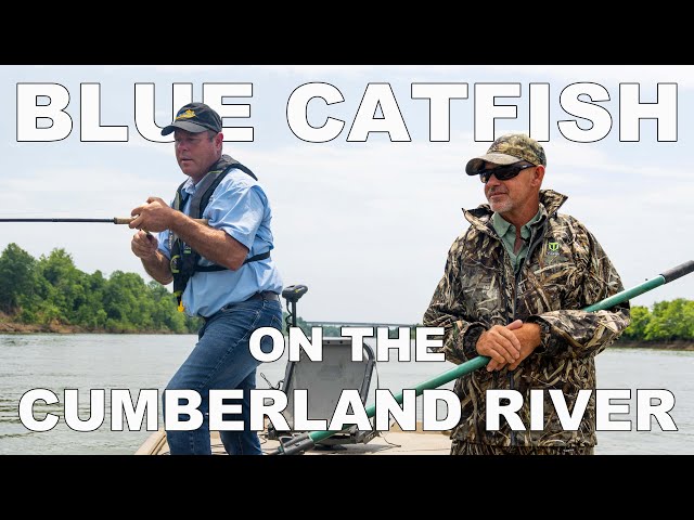 Using Invasive Carp Guts and Roe to Catch Catfish on the Cumberland River