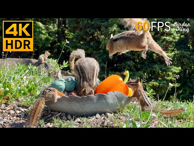 Cat TV for cats to watch 😺 Very Busy Chipmunks, Squirrels and Birds 🐿 8 Hours 4K HDR 60FPS