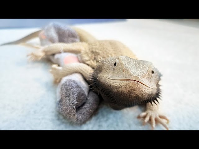 When a Bearded Dragon Finds Love in a Sock