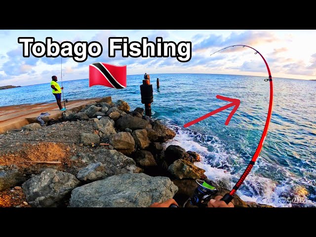 This is where the action is | Trinidad and Tobago Fishing 🇹🇹
