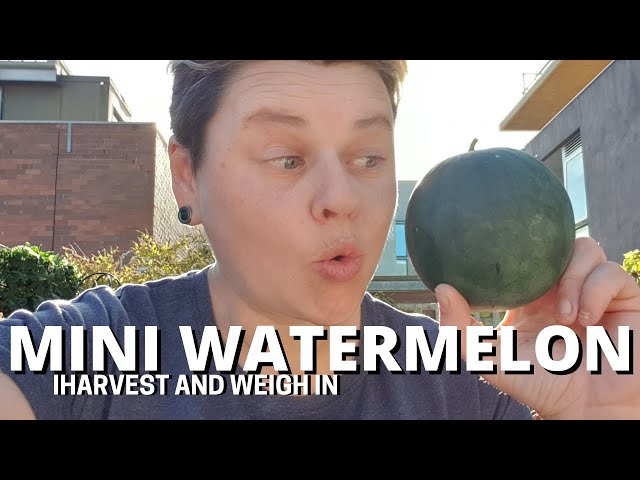 Homesteading in an Apartment: Mini Watermelon Harvest and weigh in