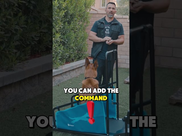 How to Treadmill Train Your Dog