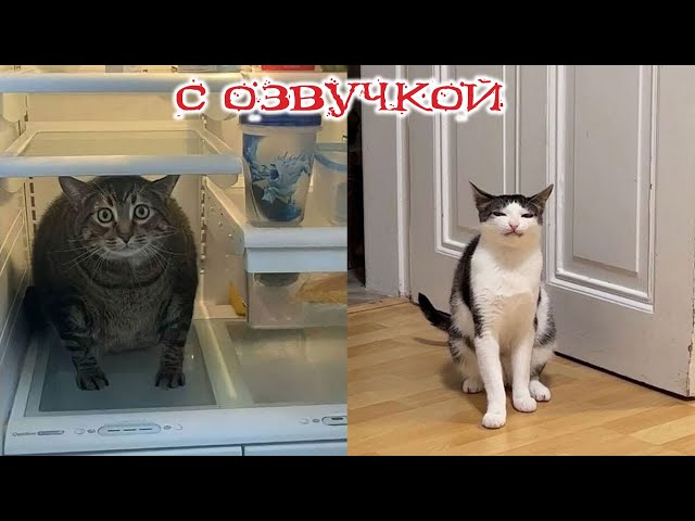 Funny Animal Videos 2024 - Funniest Dogs and Cats Videos #209