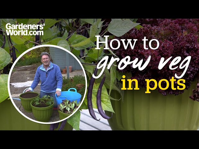 Grow lots of VEG IN POTS with Alan's top tips