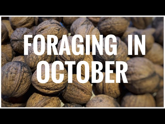 Foraging in October - UK Wildcrafts Foraging Calendar (Part 2 of 3)
