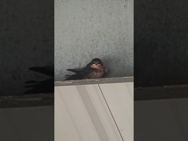 Tiny Birbs Hanging Out