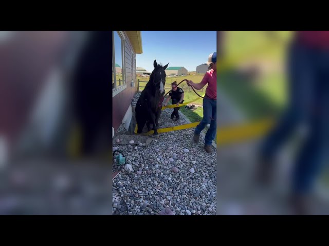 Horse rescued after getting stuck in a window well