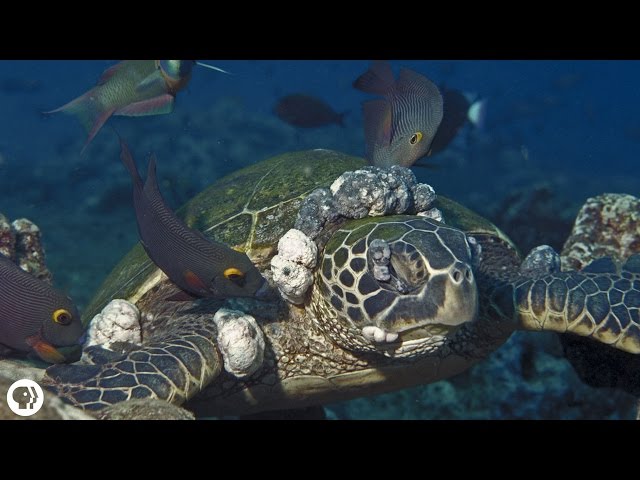 Sea Turtles Get Herpes, Too