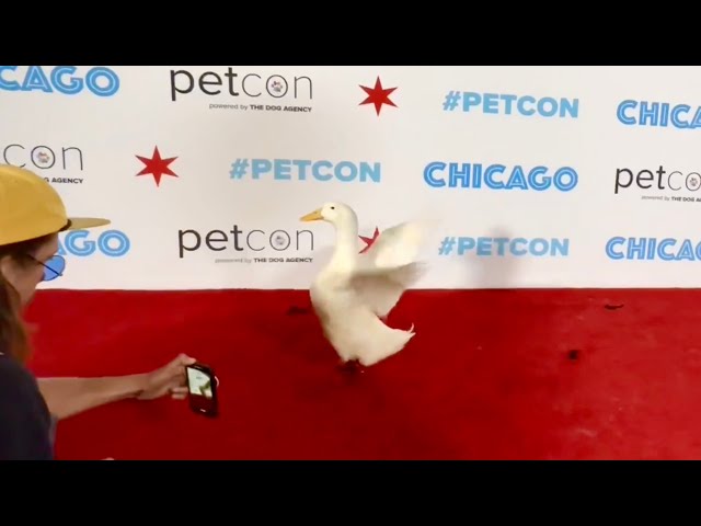 I took my duck to PetCon