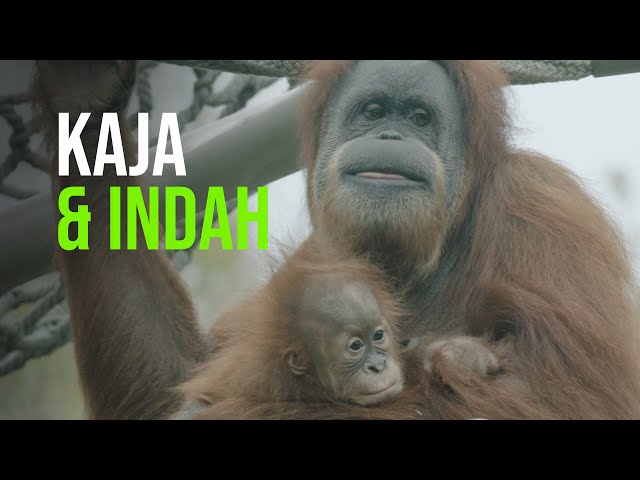 Orangutan Mother, Infant Receive Bonding Time in San Diego Zoo’s Orangutan Outdoor Habitat