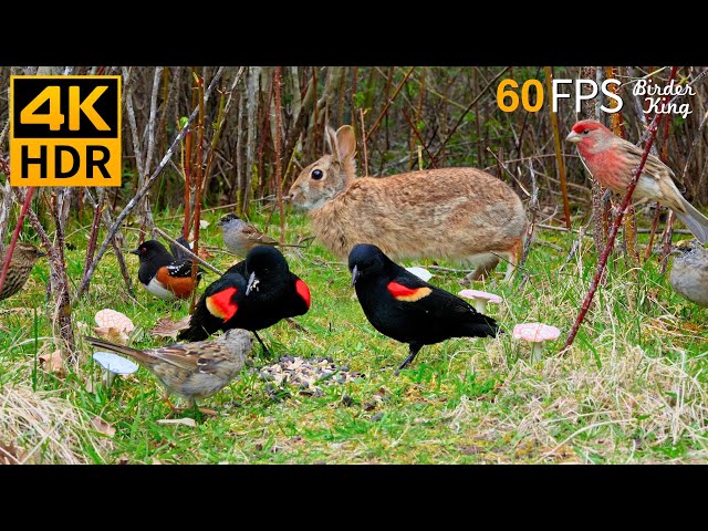 Cat TV for Cats to Watch 😺 Beautiful Birds, Cute Bunnies and Squirrels 🐿 8 Hours 4K HDR 60FPS