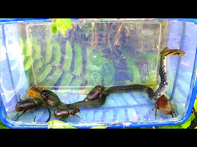 I caught beautiful snakes 🐍 and rhinoceros beetles in the oil palm plantation area